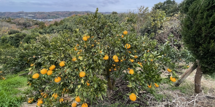 レモン・湘南ゴールド