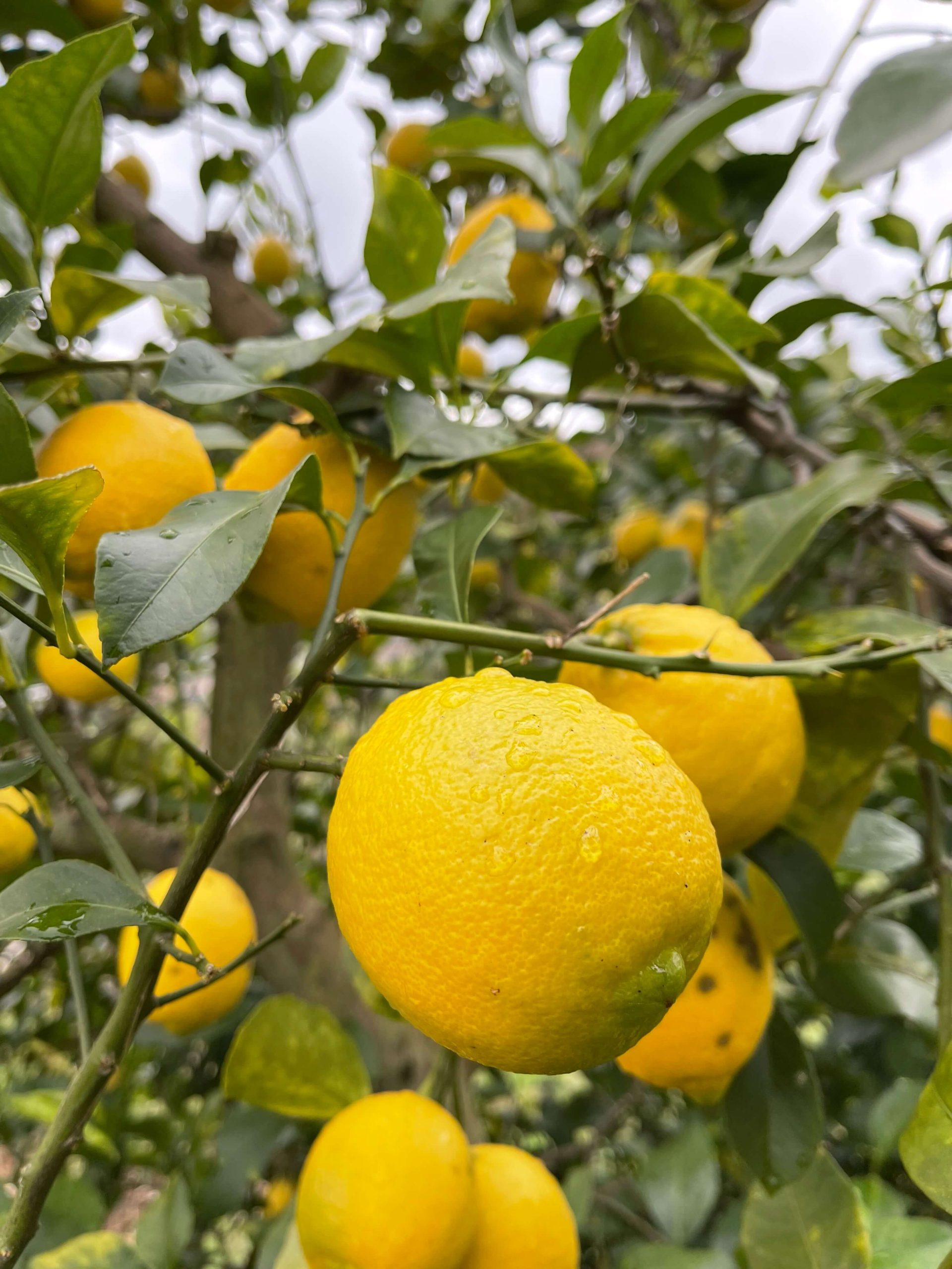 レモン・湘南ゴールド